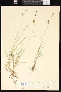 Carex panicea image