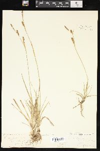 Carex panicea image