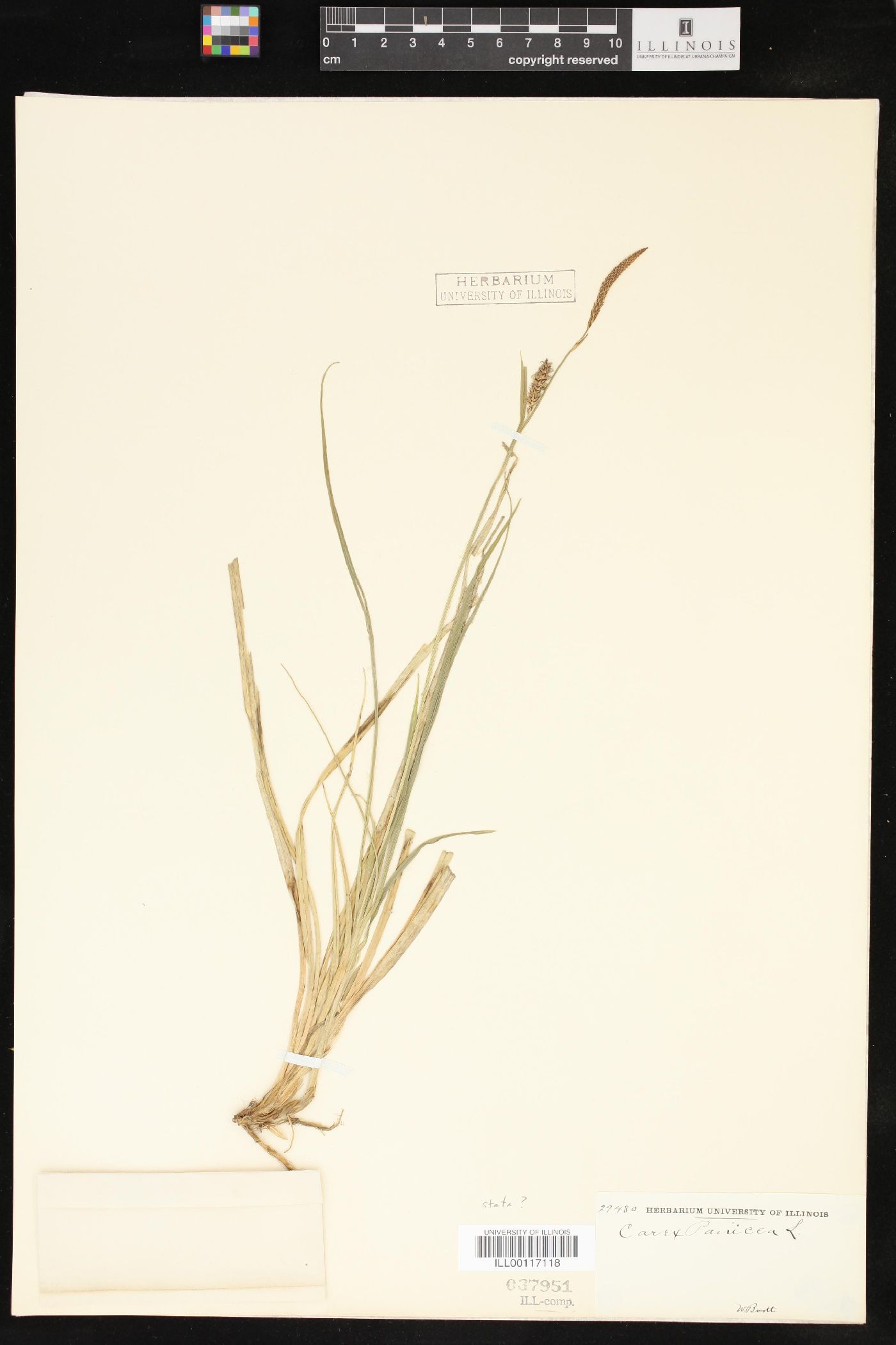 Carex panicea image