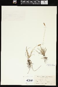 Carex parryana image