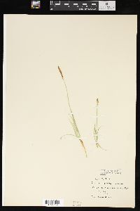 Carex parryana image