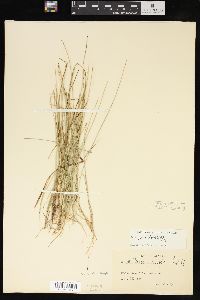 Carex pauciflora image