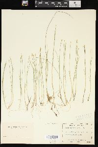 Carex pauciflora image