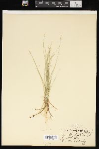 Carex pauciflora image