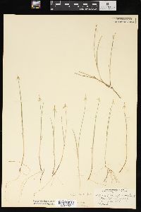 Carex pauciflora image