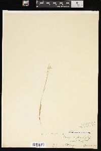 Carex pauciflora image