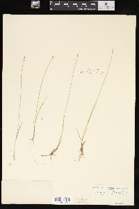 Carex pauciflora image