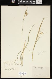 Carex magellanica image