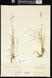 Carex magellanica image