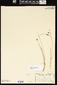 Carex magellanica image