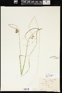 Carex magellanica image