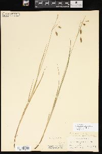 Carex magellanica image