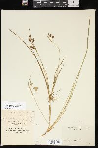 Carex magellanica subsp. irrigua image