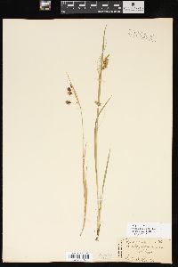 Carex magellanica subsp. irrigua image