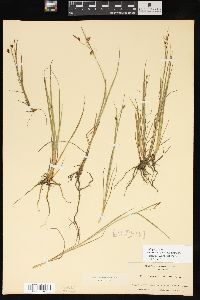 Carex magellanica image