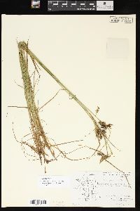 Carex magellanica image