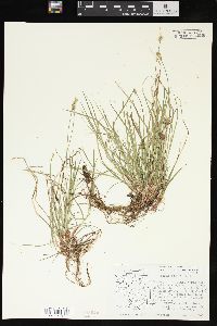 Carex peckii image