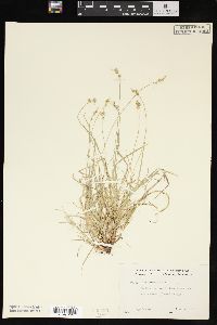 Carex peckii image