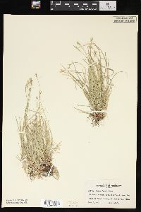 Carex peckii image