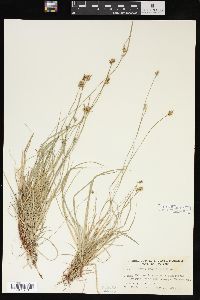 Carex peckii image