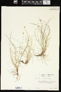 Carex peckii image