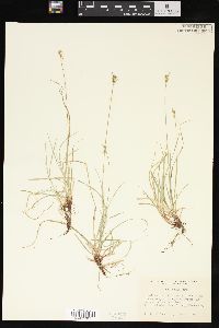 Carex peckii image