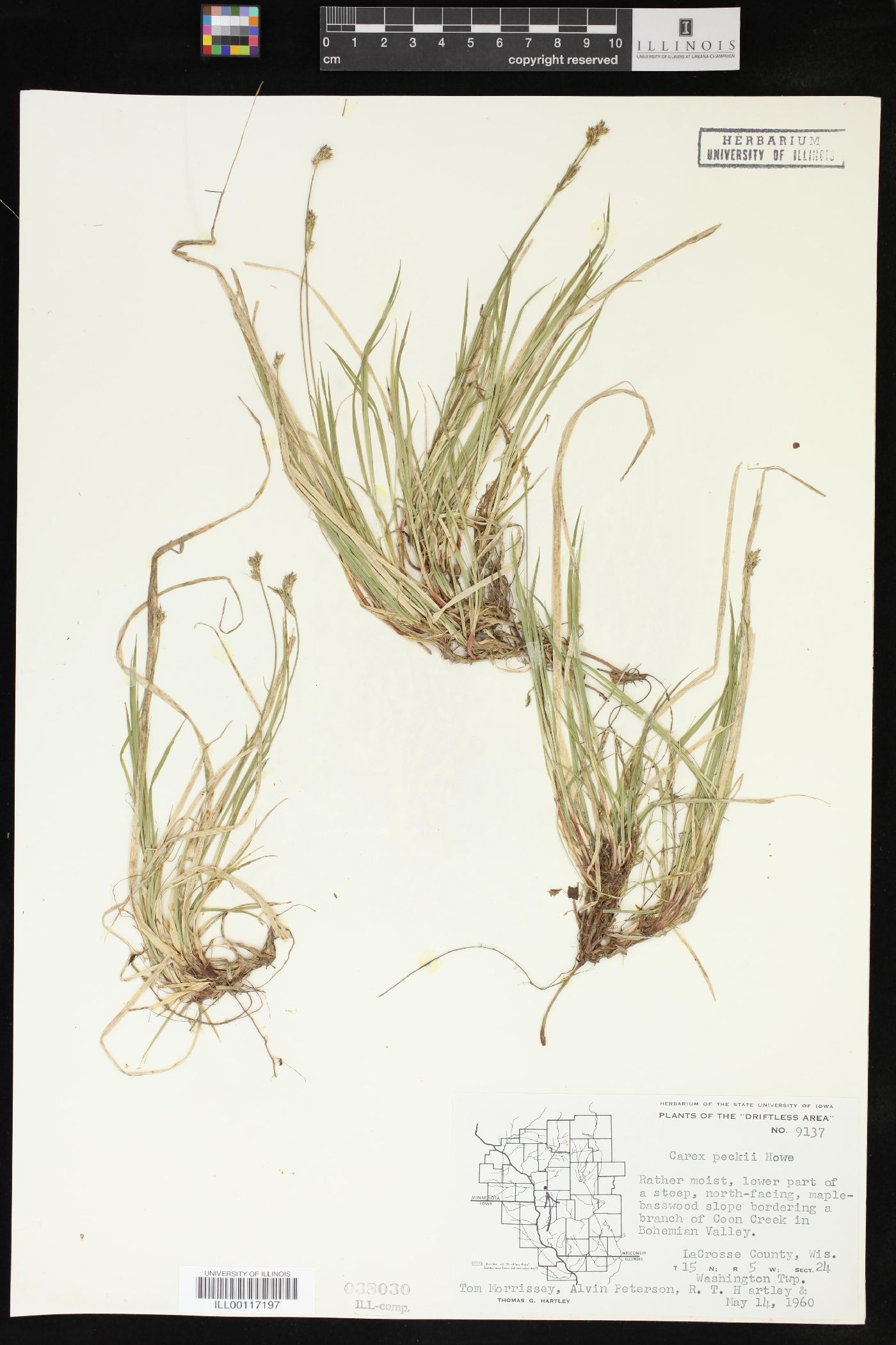 Carex peckii image