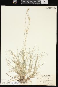 Carex peckii image