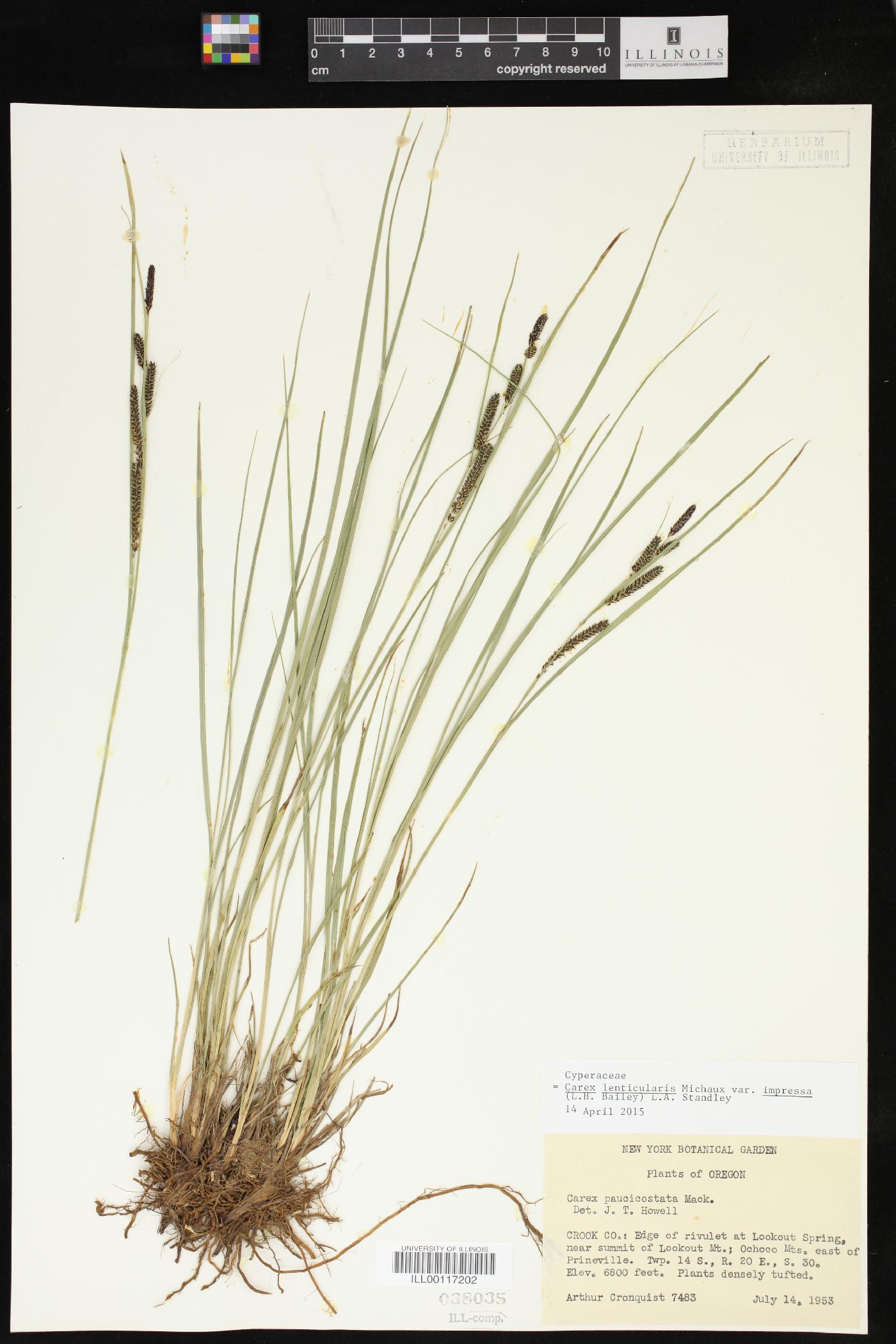 Carex lenticularis var. impressa image