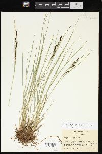 Carex lenticularis var. impressa image