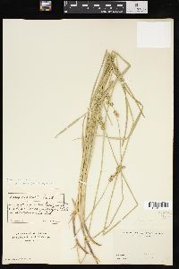 Carex normalis image