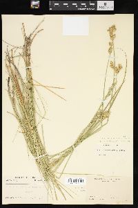 Carex missouriensis image