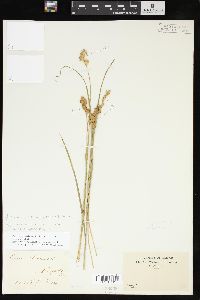 Carex missouriensis image