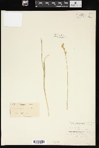 Carex missouriensis image