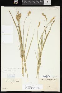 Carex missouriensis image