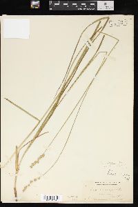 Carex normalis image