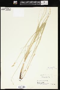 Carex festucacea image