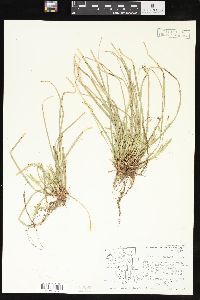 Carex pedunculata image