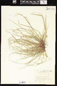 Carex pedunculata image