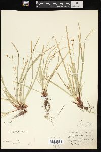 Carex pedunculata image