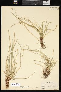 Carex pedunculata image