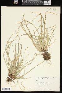 Carex pedunculata image