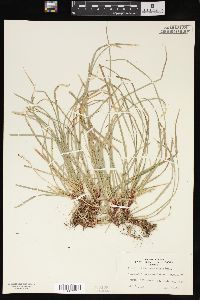 Carex pedunculata image