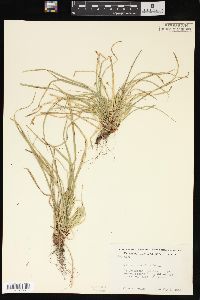 Carex pedunculata image