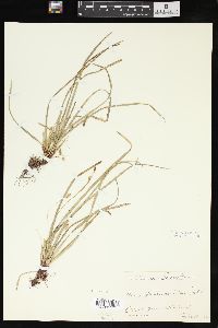 Carex pedunculata image