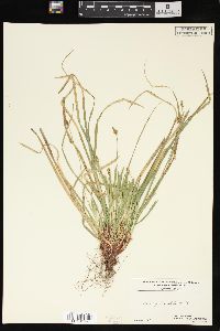 Carex pedunculata image