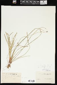 Carex pedunculata image