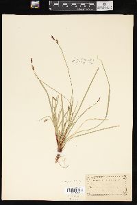 Carex pedunculata image