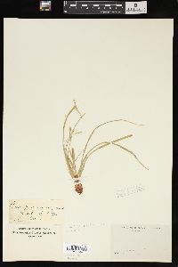 Carex pedunculata image