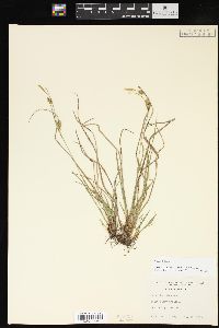 Carex conoidea image